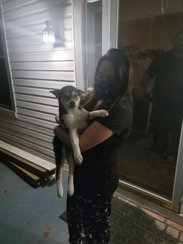 Customer photo of Shiba Inu puppy from Carla J.