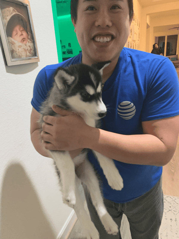 Customer photo of Siberian Husky puppy from David L.