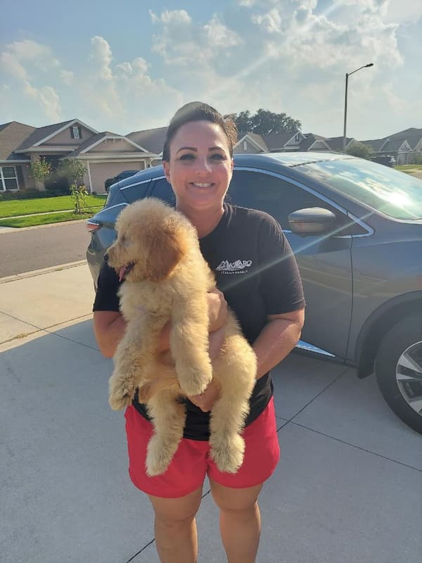 Customer photo of Goldendoodle puppy from Lisa P.