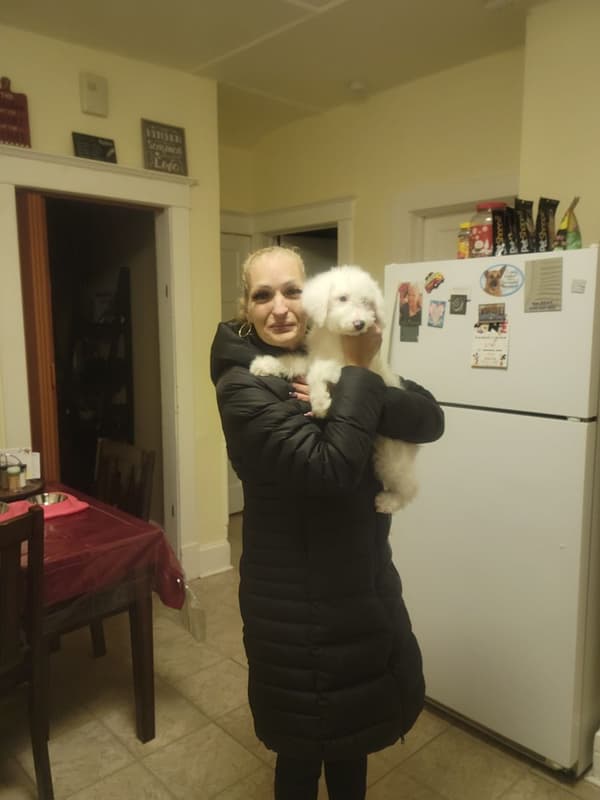 Customer photo of Aussiedoodle puppy from Tammy L.