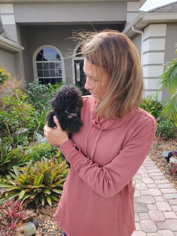 Customer photo of Shih-Poo - Shihpoo puppy from Beverly T.