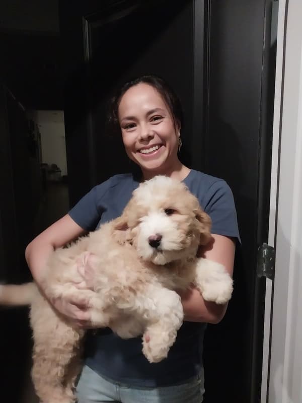 Customer photo of Bernedoodle puppy from Yisel D.