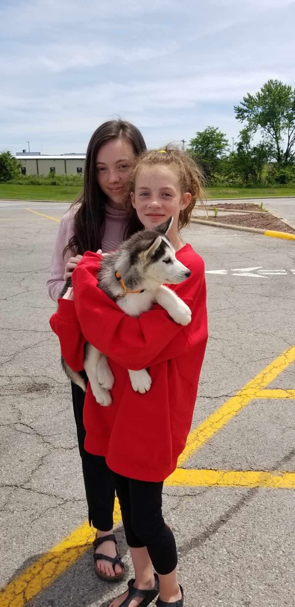 Customer photo of Siberian Husky puppy from Ryan and Crystal C.