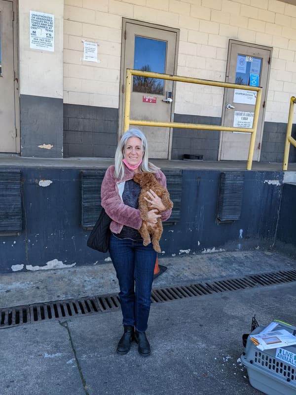 Customer photo of Goldendoodle, Mini puppy from Vicki P.