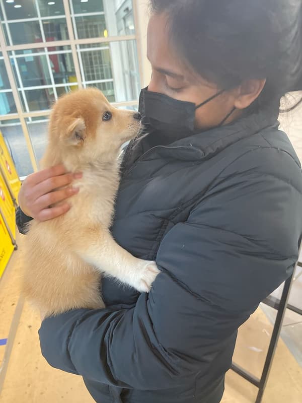 Customer photo of Pomsky puppy from Preksha K.