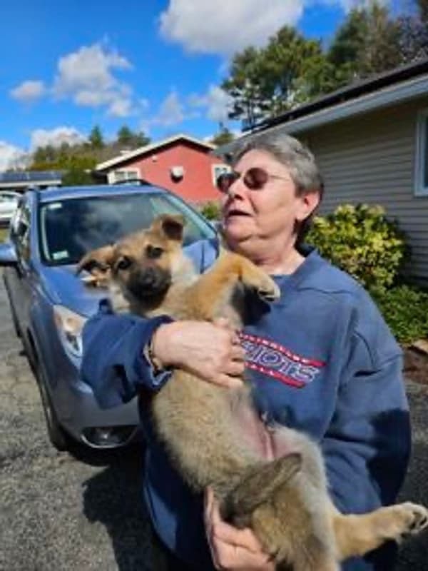 Customer photo of German Shepherd puppy from Deborah S.