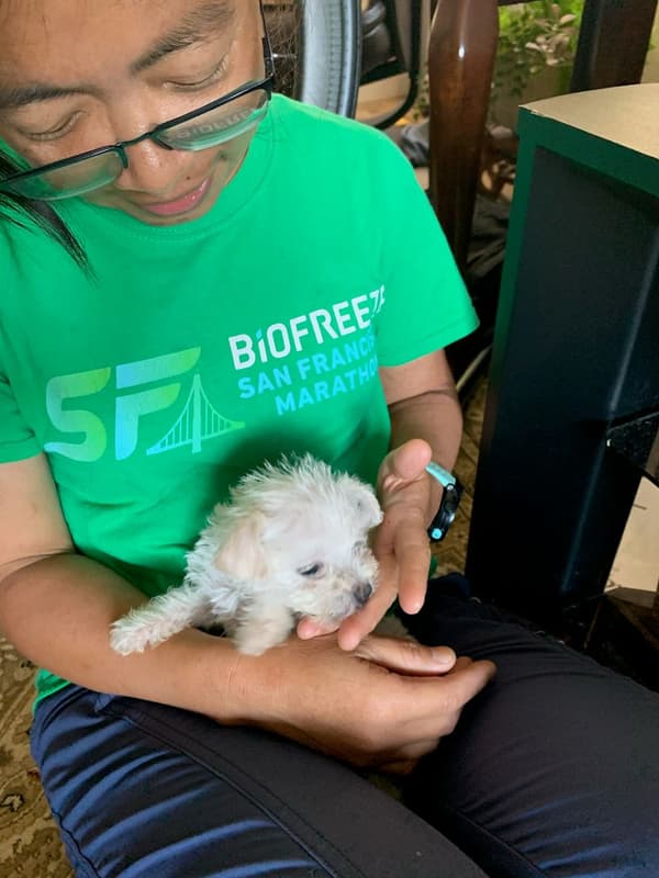 Customer photo of Malti Poo - Maltipoo puppy from Julie L.