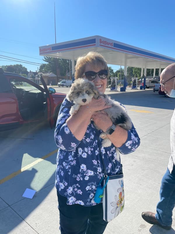 Customer photo of Sheepadoodle puppy from Desbra H.
