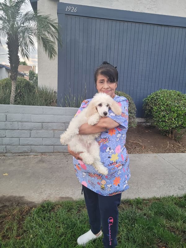 Customer photo of Poodle, Standard puppy from Linda P.