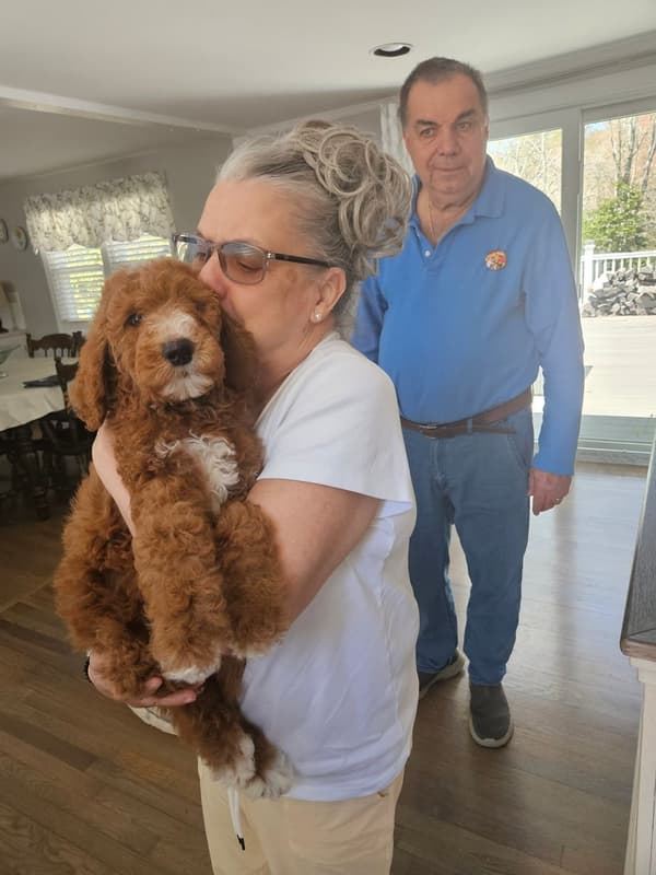Customer photo of Poodle, Standard puppy from Jane C.