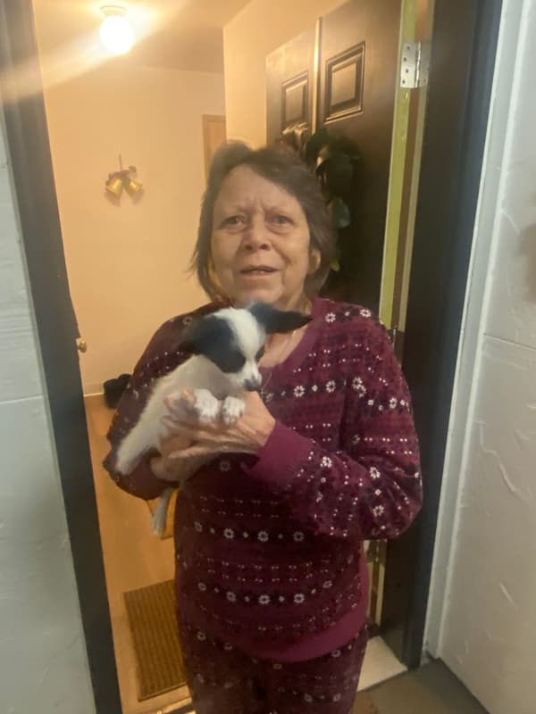 Customer photo of Papillon puppy from Rhonda J.