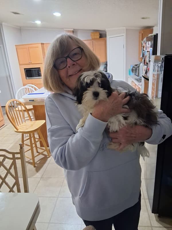 Customer photo of Shorkie puppy from Catharine M.