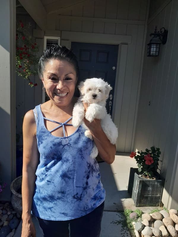 Customer photo of Maltese puppy from Celia N.