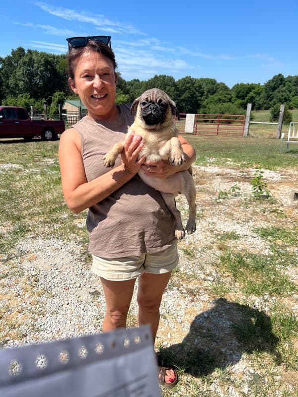 Customer photo of Pug puppy from Ilene F.