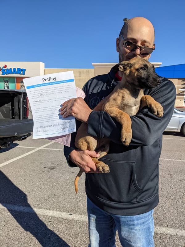 Customer photo of Belgian Malinois puppy from Mike H. 