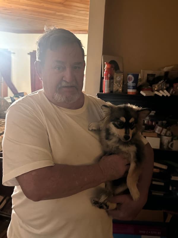 Customer photo of Pomsky puppy from Alexander M.