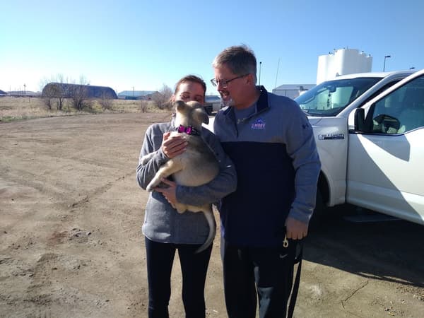 Customer photo of German Shepherd puppy from Dana K.