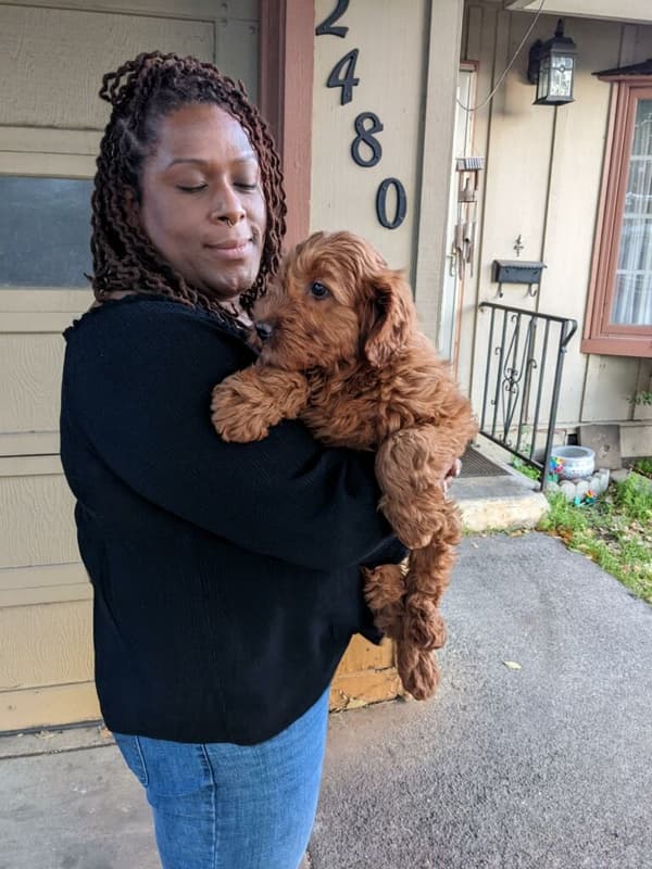 Customer photo of Goldendoodle, Mini puppy from Michelle L.