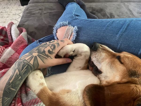 Customer photo of Beagle puppy from Jack B.