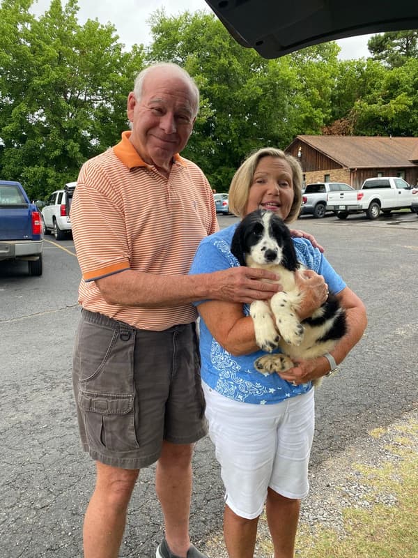 Customer photo of Springerdoodle puppy from Brenda W.