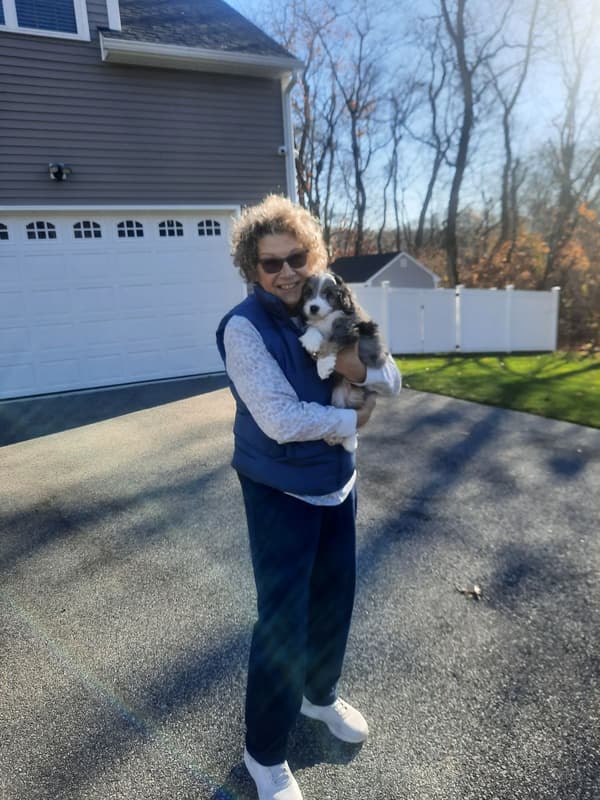 Customer photo of Bernedoodle, Mini puppy from Judith G.