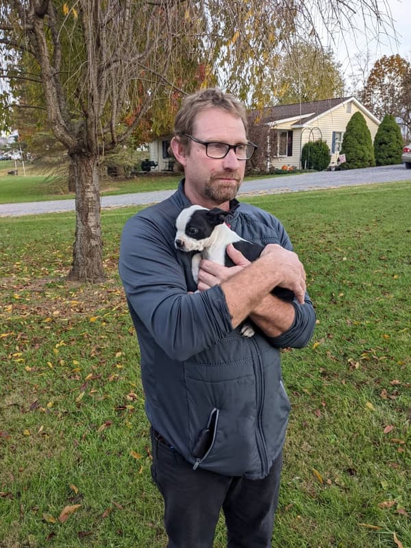 Customer photo of Boston Terrier puppy from Darlene B.