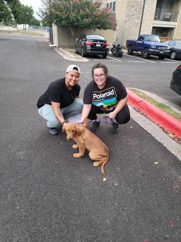 Customer photo of Golden Retriever puppy from Bailey G.