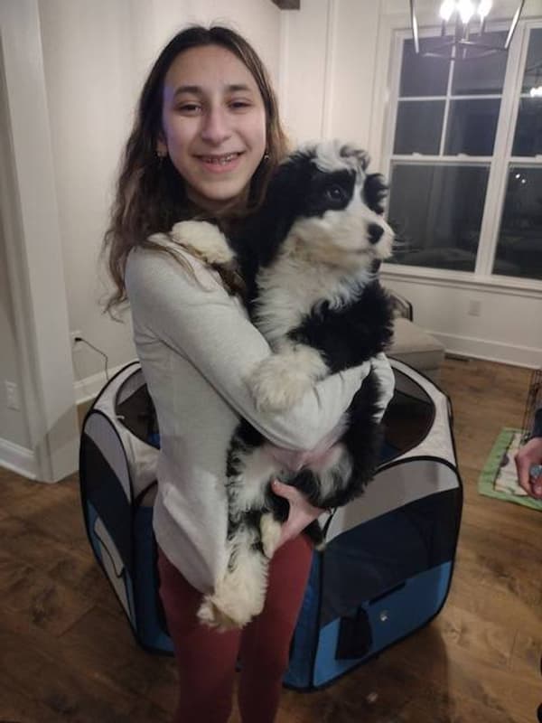 Customer photo of Sheepadoodle puppy from Danielle D.