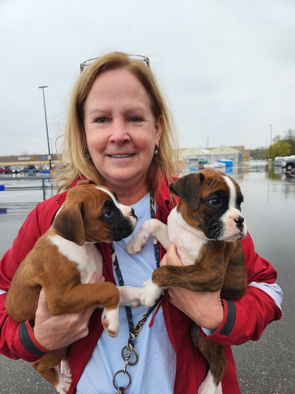 Customer photo of Boxer puppy from Kelly R.