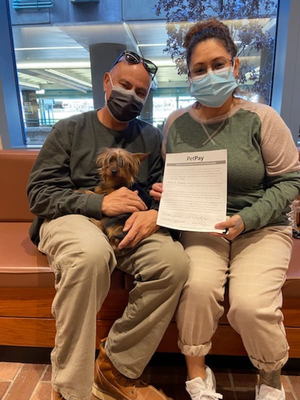 Customer photo of Yorkshire Terrier - Yorkie puppy from Michele R. 