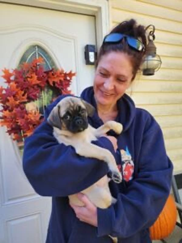 Customer photo of Pug puppy from Kate H.