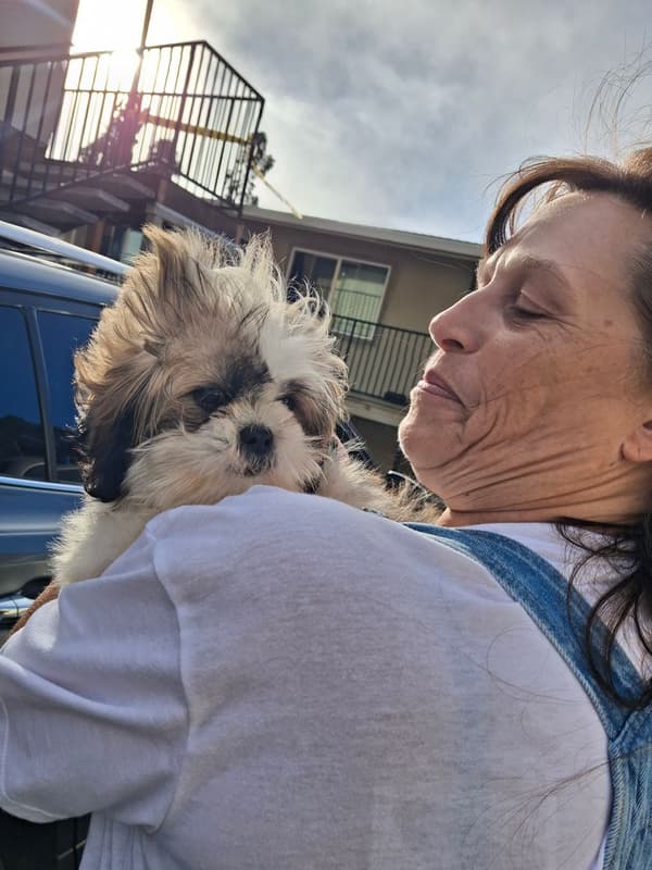Customer photo of Shih Tzu puppy from Amy J.