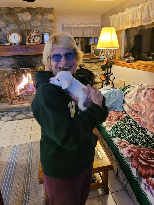 Customer photo of Jack Russell Terrier puppy from Paula W.
