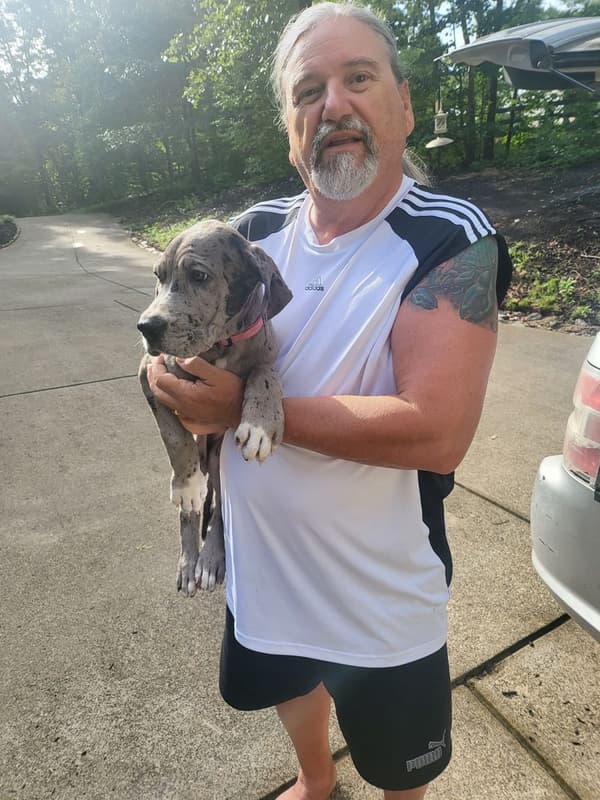 Customer photo of Great Dane puppy from Laurence H.