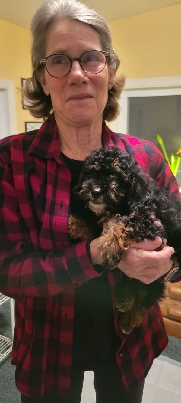 Customer photo of Havapoo puppy from Laura S.