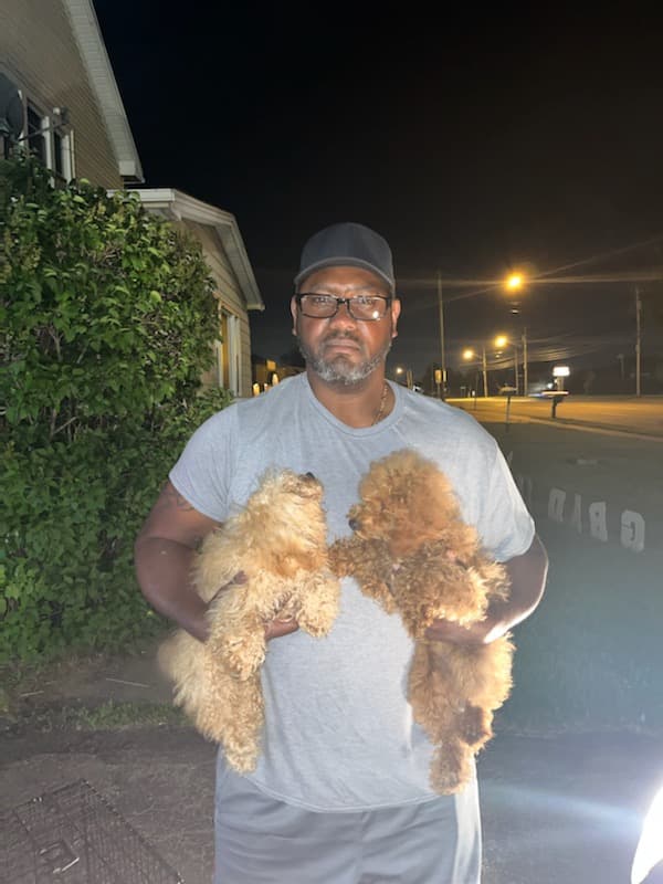 Customer photo of Poodle, Toy puppy from Florence W.