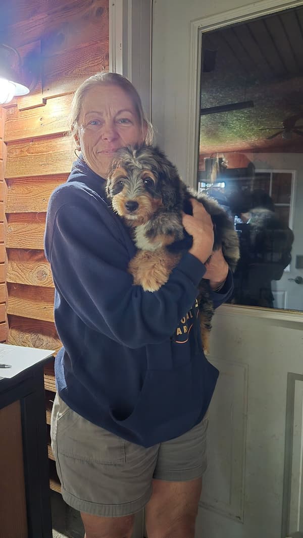 Customer photo of Bernedoodle, Mini puppy from Paula W.