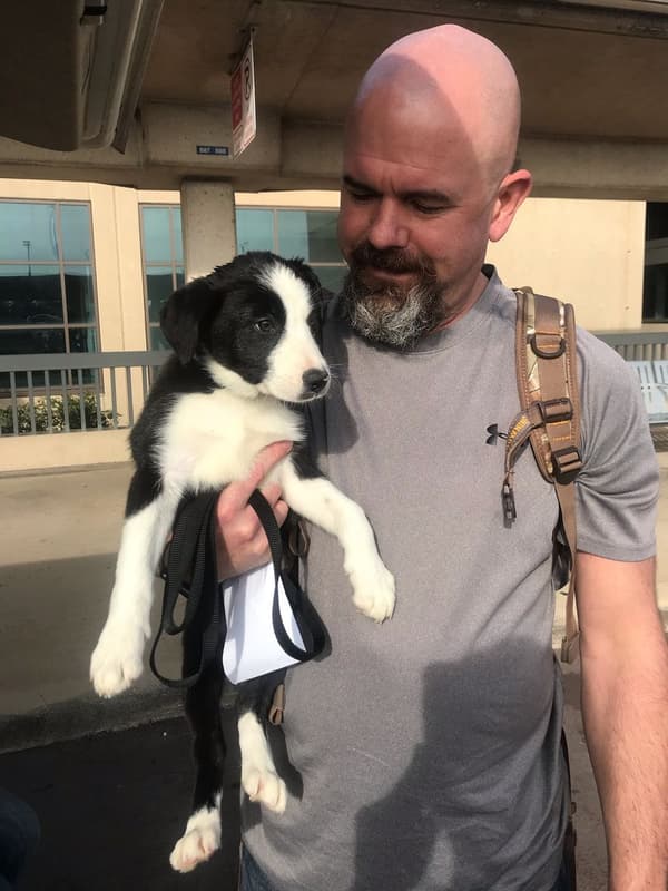 Customer photo of Border Collie puppy from Chris H.