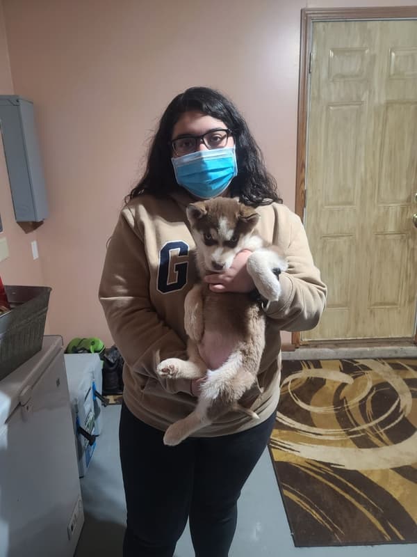 Customer photo of Siberian Husky puppy from Lizbeth C.