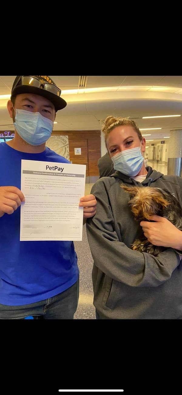 Customer photo of Yorkshire Terrier - Yorkie puppy from Cody S.