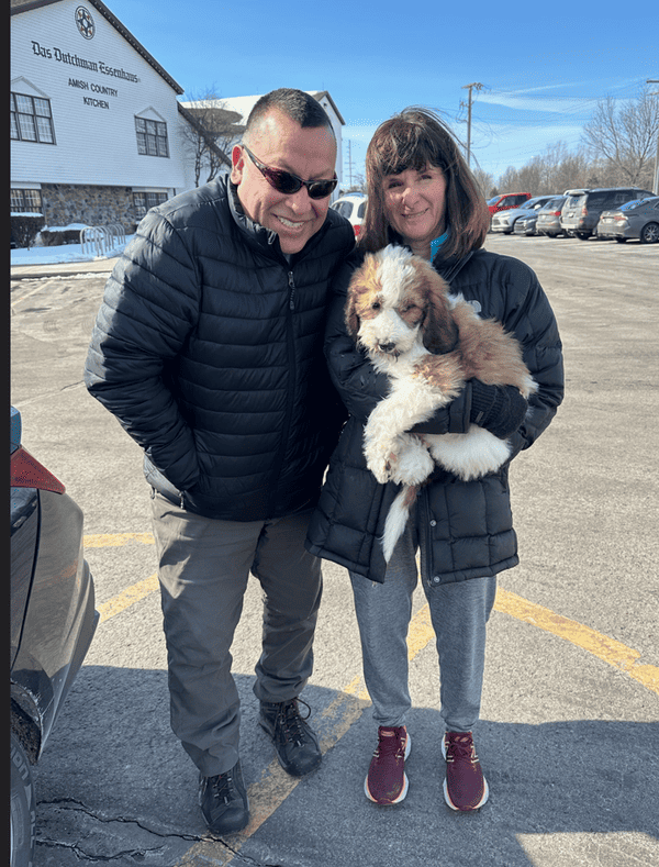 Customer photo of Saint Berdoodle - St. Berdoodle puppy from Alexander W.