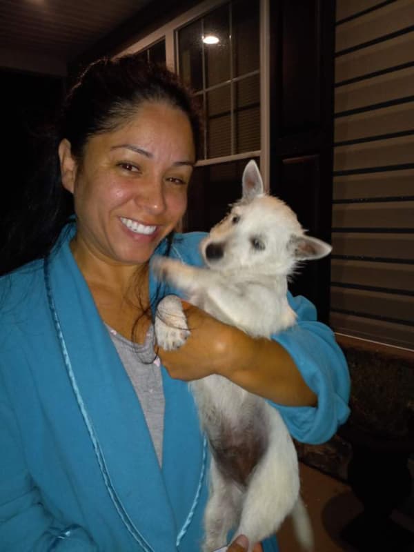 Customer photo of West Highland White Terrier - Westie puppy from Liliana A. 