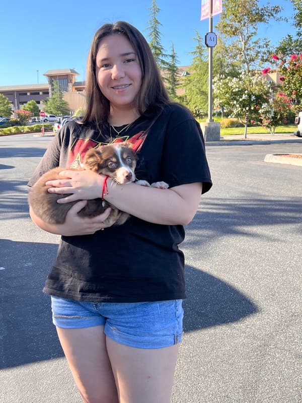 Customer photo of Miniature Australian Shepherd puppy from Diana A.