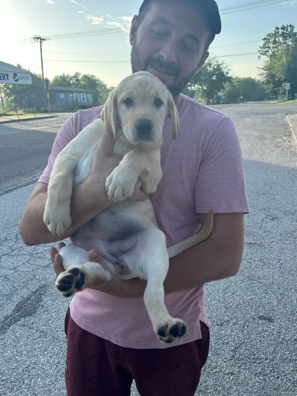 Customer photo of Labrador Retriever puppy from Tea M.
