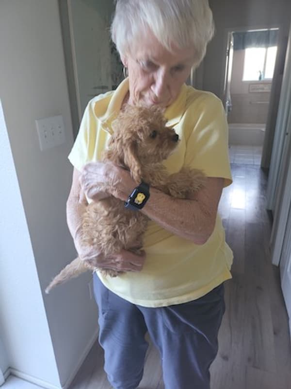 Customer photo of Cavapoo puppy from Jack H.