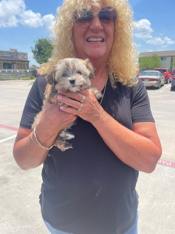 Customer photo of Malti Poo - Maltipoo puppy from Wendy J.