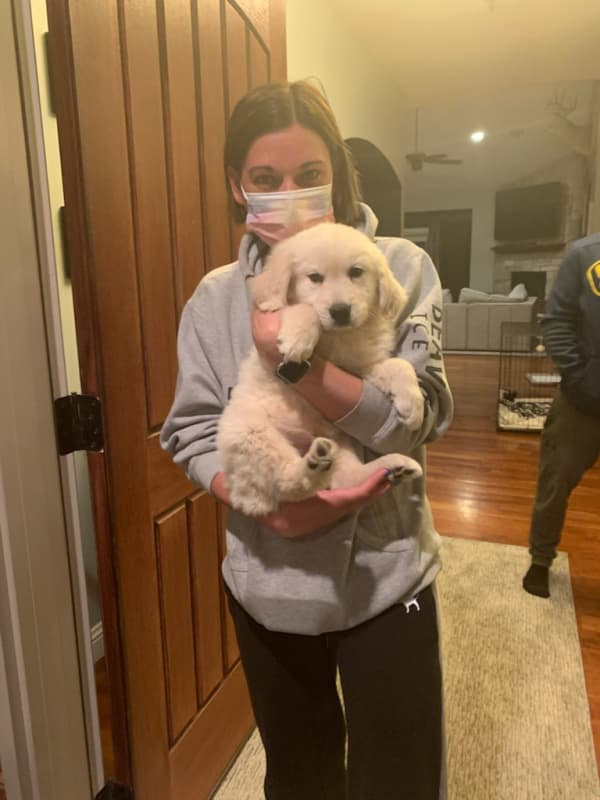 Customer photo of Golden Retriever puppy from Michelle A.