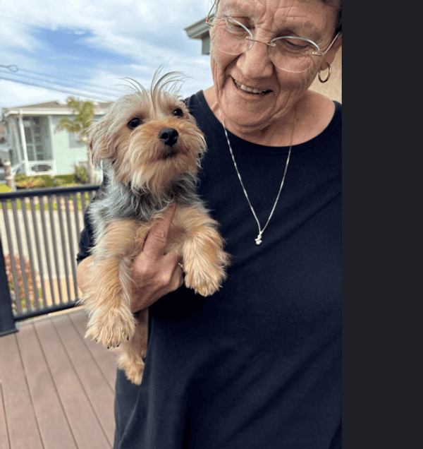 Customer photo of Silky Terrier puppy from Patt H.