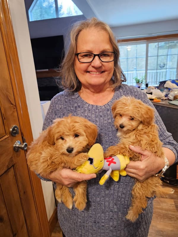 Customer photo of Malti Poo - Maltipoo puppy from Louise C.