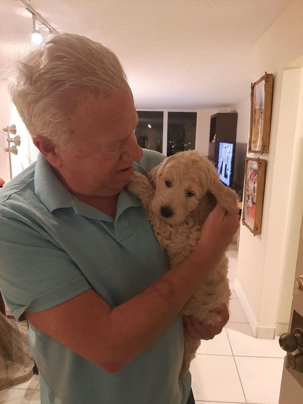 Customer photo of Goldendoodle puppy from Alan B.